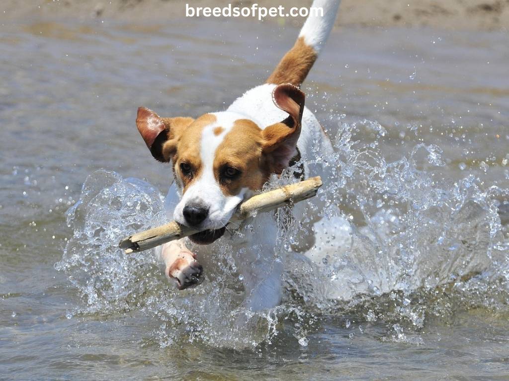 Are Beagles a Smart Dog?