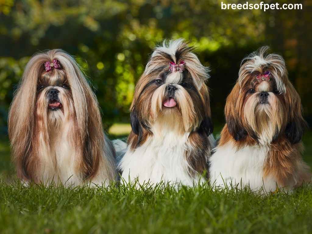 The Complete Guide to Shih Tzu: Everything You Need to Know About This Beloved Breed 2025 16 Shih Tzus