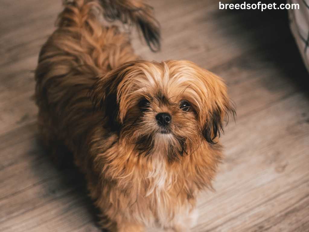 The Complete Guide to Shih Tzu: Everything You Need to Know About This Beloved Breed 2025 14 Shih Tzus