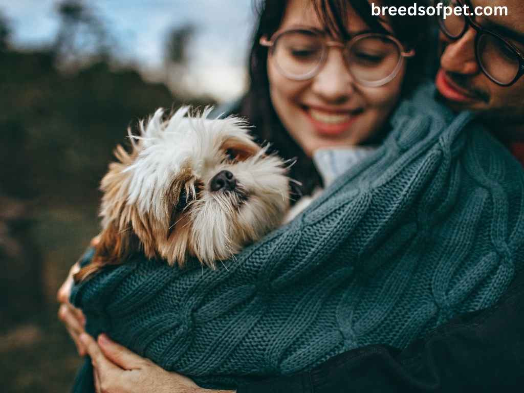 The Complete Guide to Shih Tzu: Everything You Need to Know About This Beloved Breed 2025