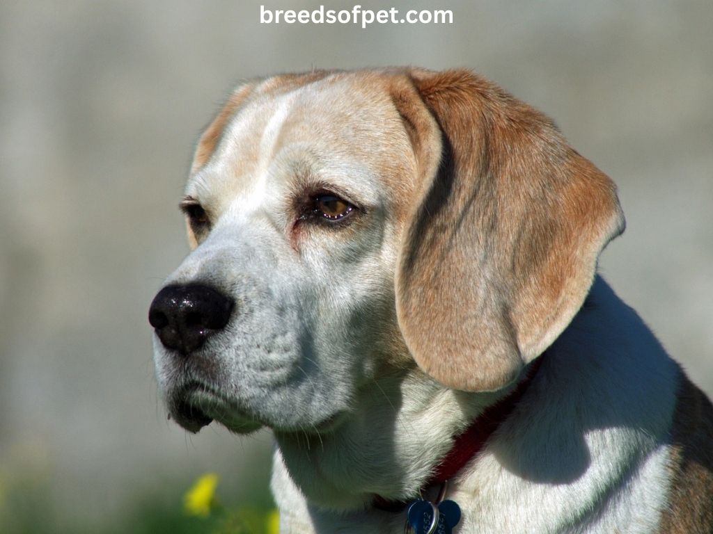 Beagle Dogs Breeds: The Complete Guide 2025 5 Beagle Dogs