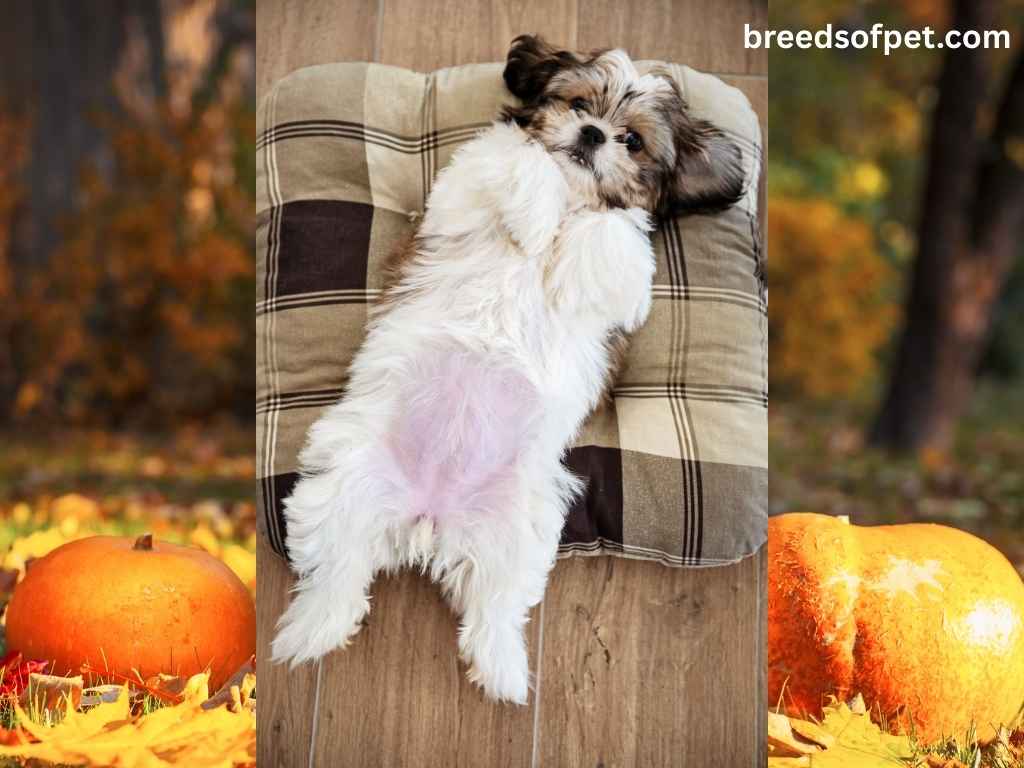 The Complete Guide to Shih Tzu: Everything You Need to Know About This Beloved Breed 2025 13 Shih Tzus