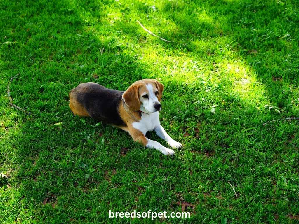Beagle Dogs Breeds: The Complete Guide 2025 7 Beagle Dog Lifespan