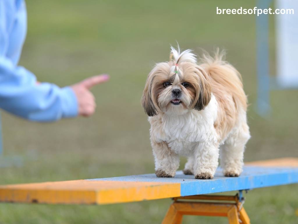 The Complete Guide to Shih Tzu: Everything You Need to Know About This Beloved Breed 2025 8 Shih Tzu