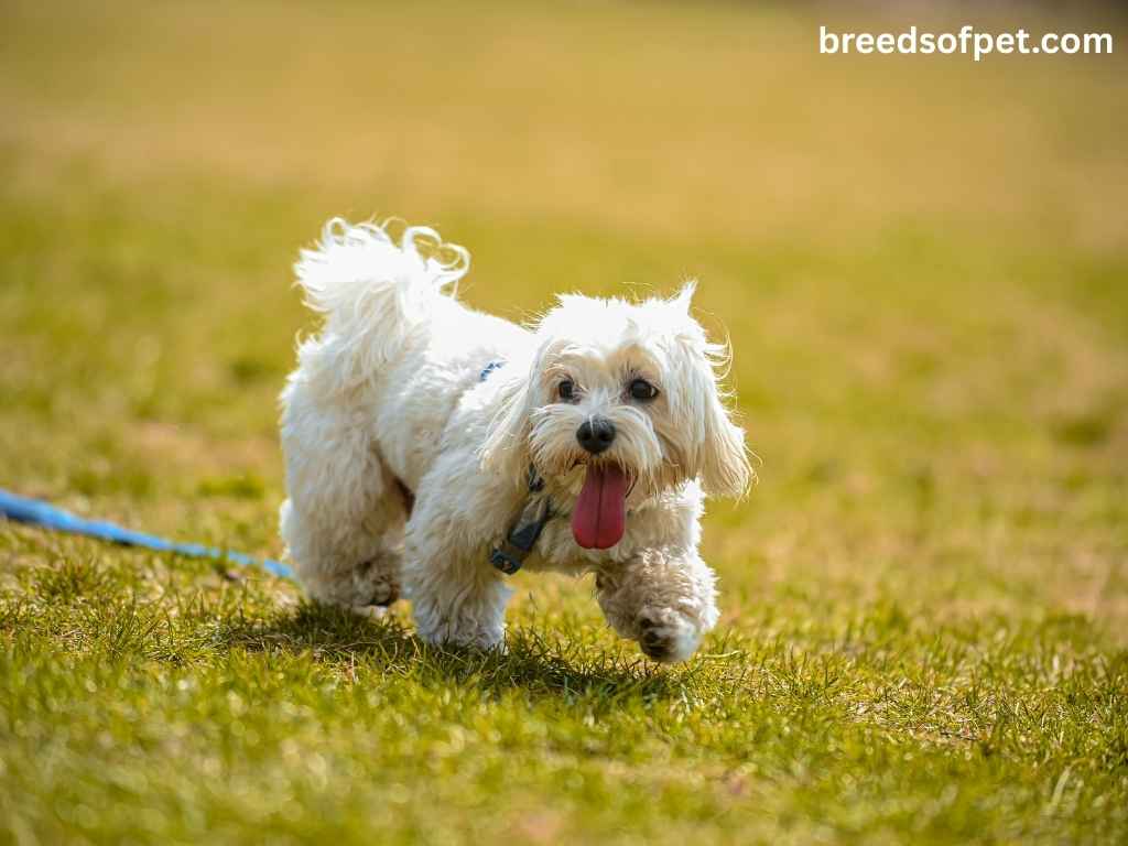 The Complete Guide to Shih Tzu: Everything You Need to Know About This Beloved Breed 2025 11 Shih Tzus