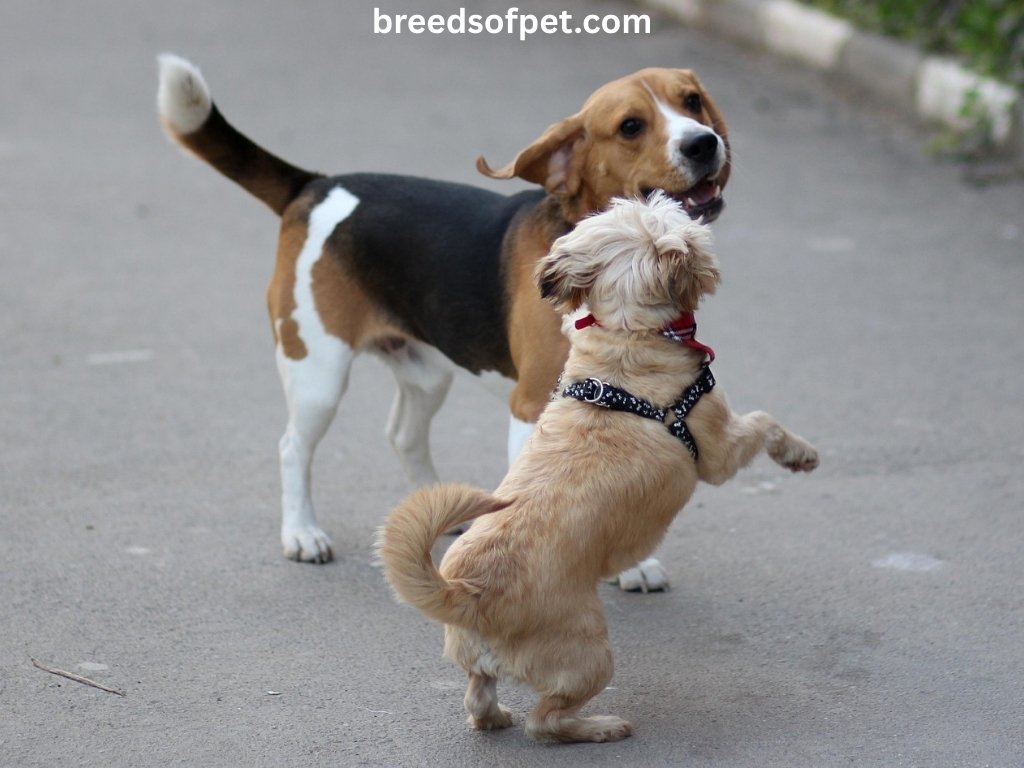 Beagle Dogs Breeds: The Complete Guide 2025 8 breedsofpet.com 2