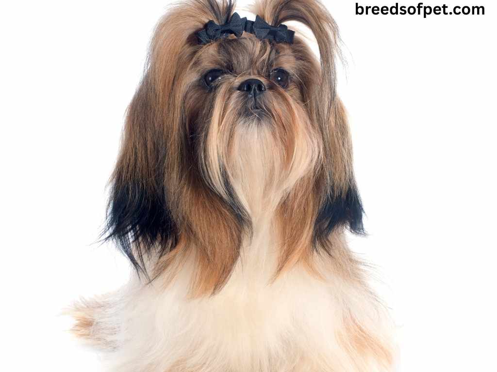 The Complete Guide to Shih Tzu: Everything You Need to Know About This Beloved Breed 2025 9 Shih Tzus