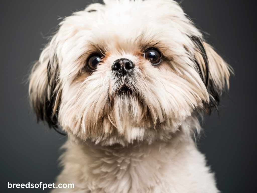 Shih Tzu