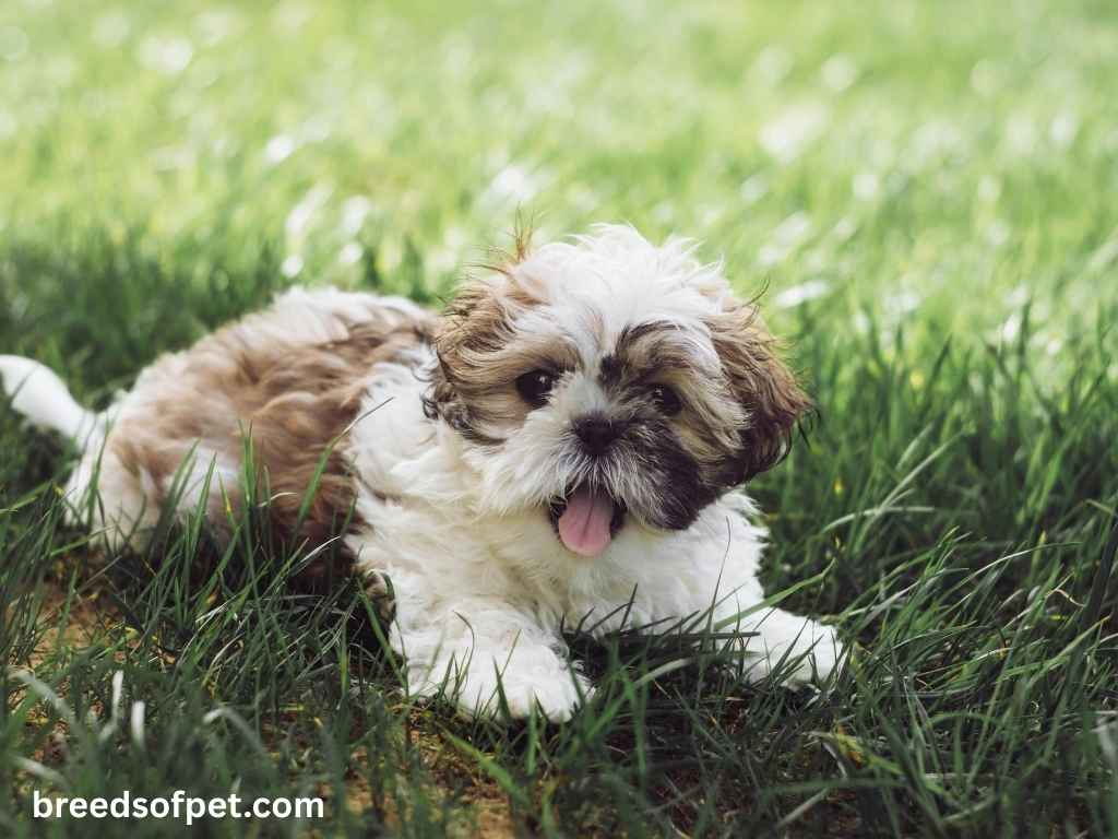 The Complete Guide to Shih Tzu: Everything You Need to Know About This Beloved Breed 2025 10 Shih Tzus
