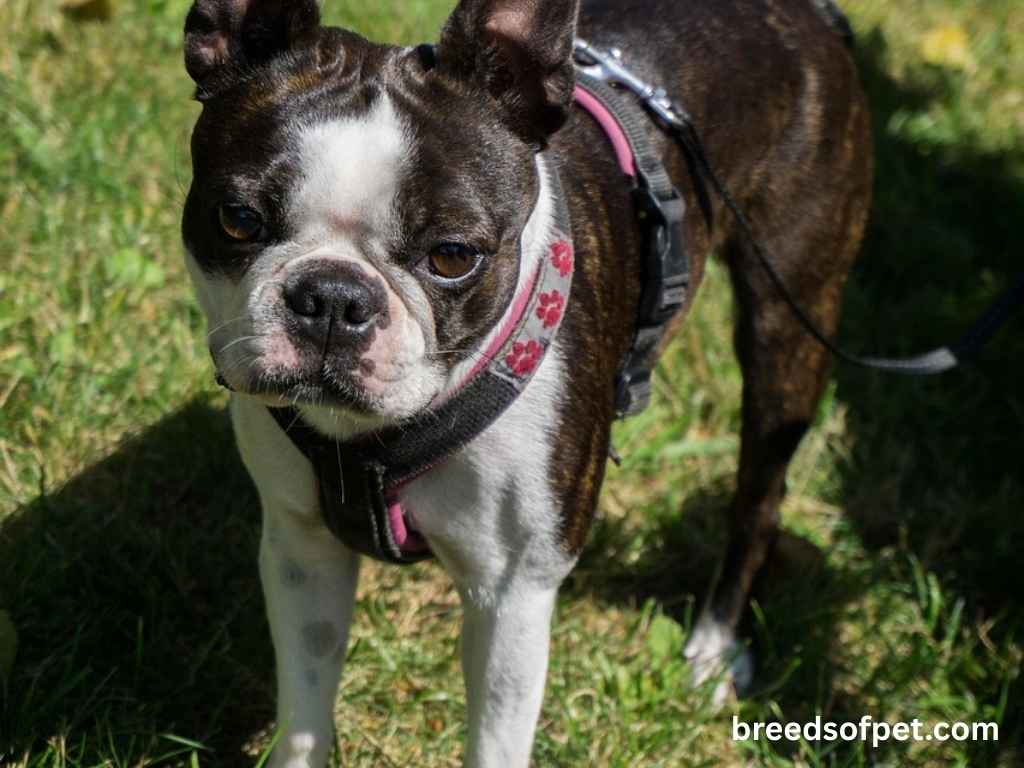Boston Terrier