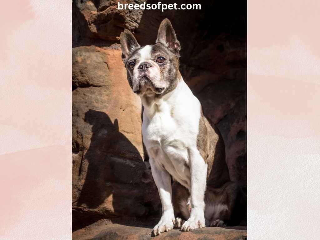 Boston Terrier