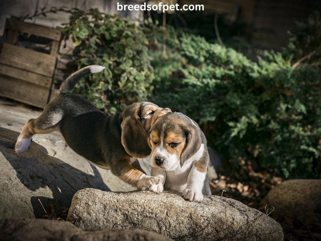 Beagle Dogs