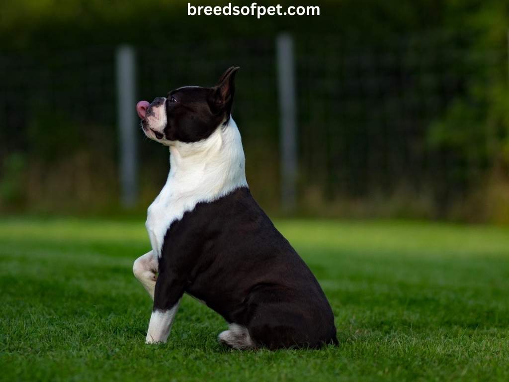 Boston Terrier
