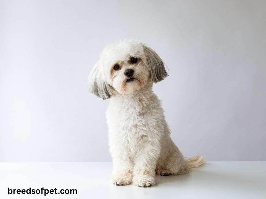 The Complete Guide to Shih Tzu: Everything You Need to Know About This Beloved Breed 2025 12 Shih Tzus