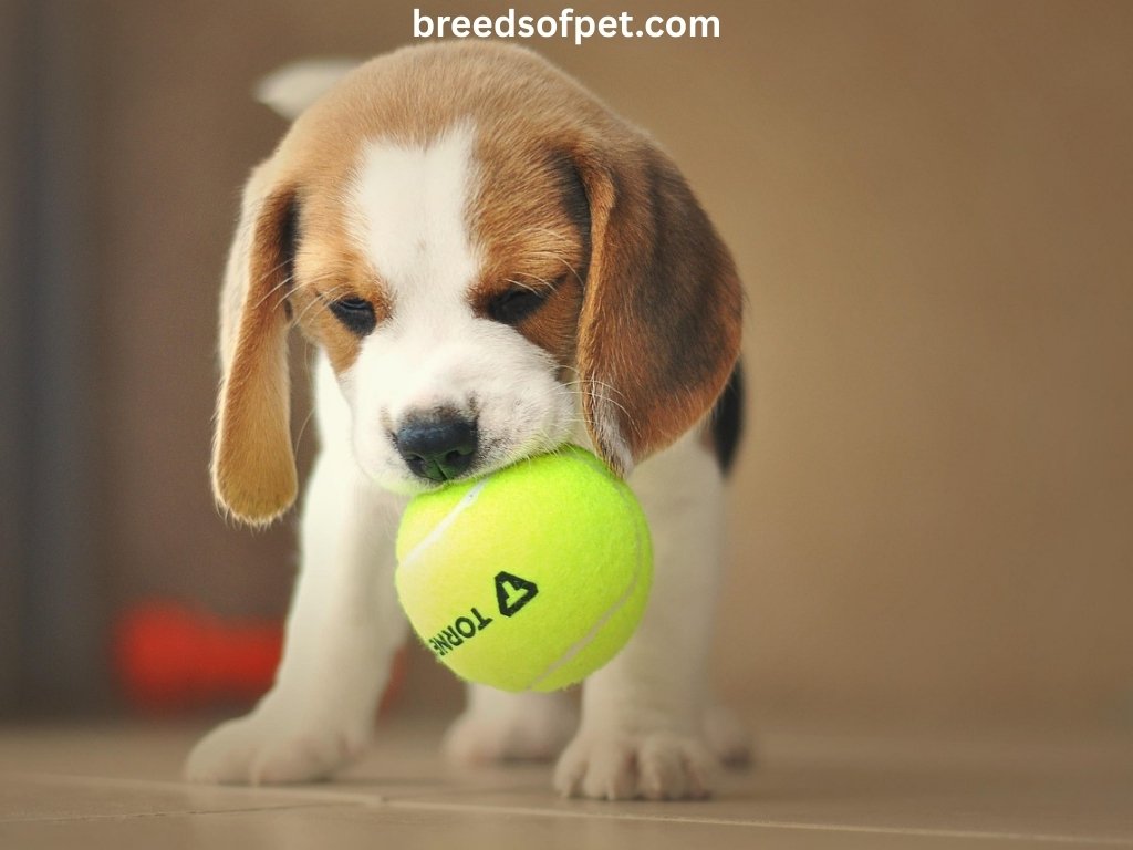 breedsofpet.com 8