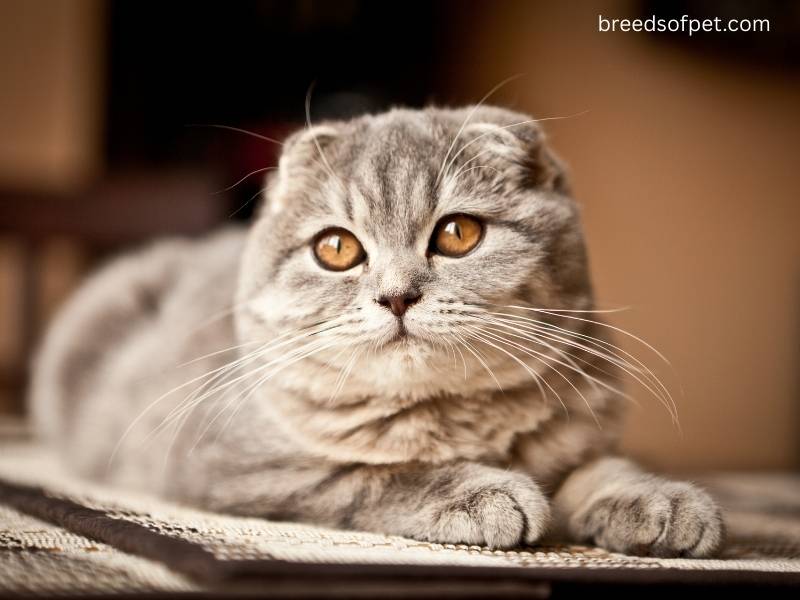 breedsofpet.com 800 x 600 px 1 1