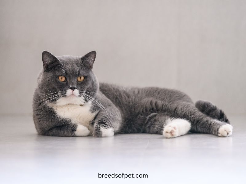 British Shorthair Cat Complete Guide: History, Care, and Characteristics 2025 10 British Shorthair