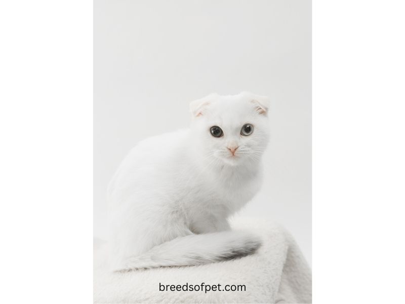 Scottish Fold