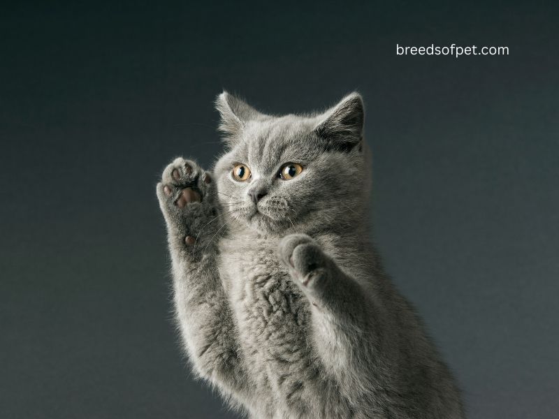 British Shorthair Cat Complete Guide: History, Care, and Characteristics 2025 7 British Shorthair