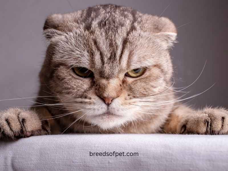 Scottish Fold

