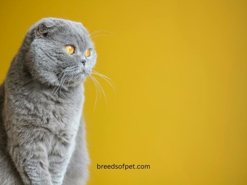 breedsofpet.com 800 x 600 px 4 1