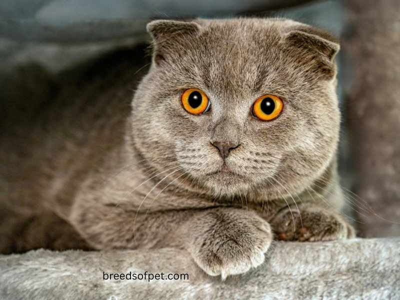 Scottish Fold