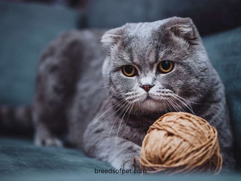 Scottish Fold