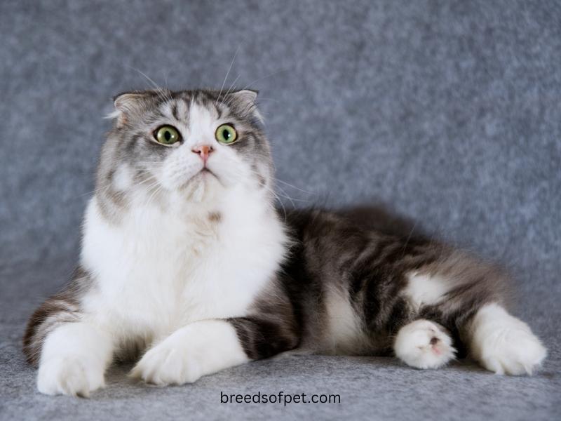 Scottish Fold