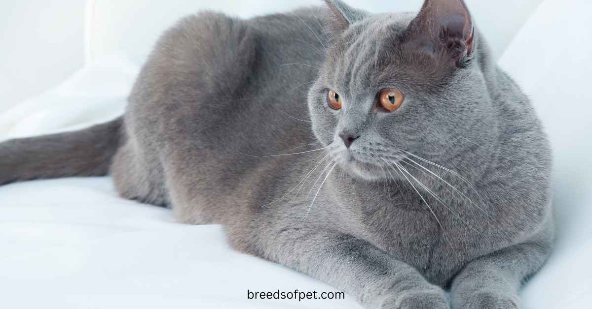British Shorthair Cat Complete Guide: History, Care, and Characteristics 2025