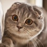 Scottish Fold