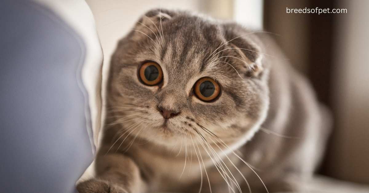 Scottish Fold Cat Complete Guide: History, Care, and Characteristics 2025