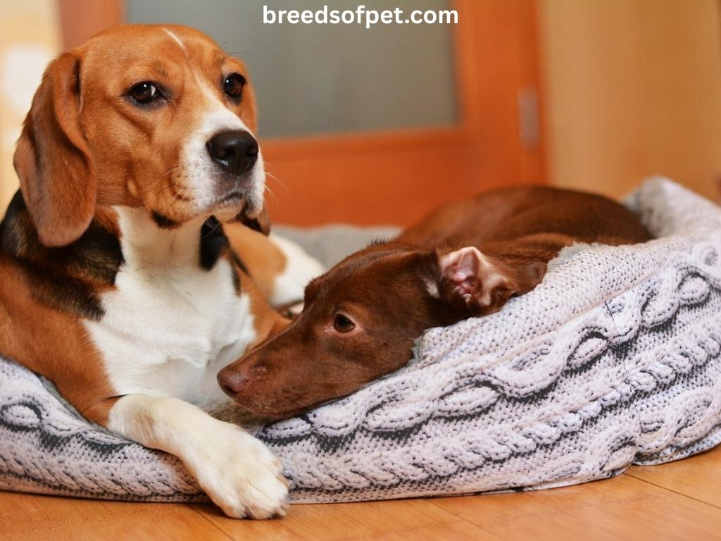 Beagle Dogs Breeds: The Complete Guide 2025 6 Are Beagles Good Dogs?
