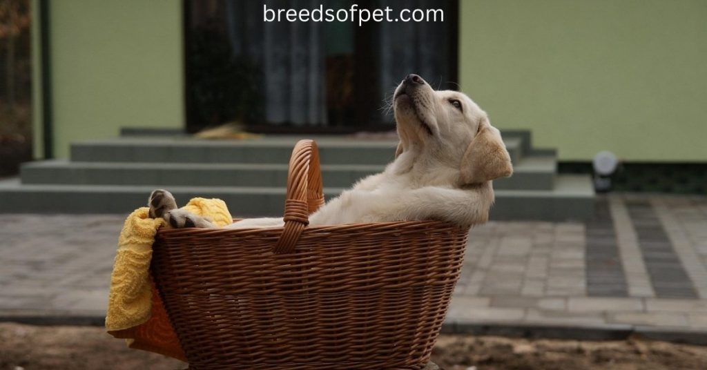 what is a dudley labrador retriever