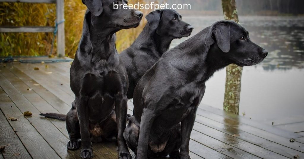 Can Labrador Retrievers Be Guard Dogs?