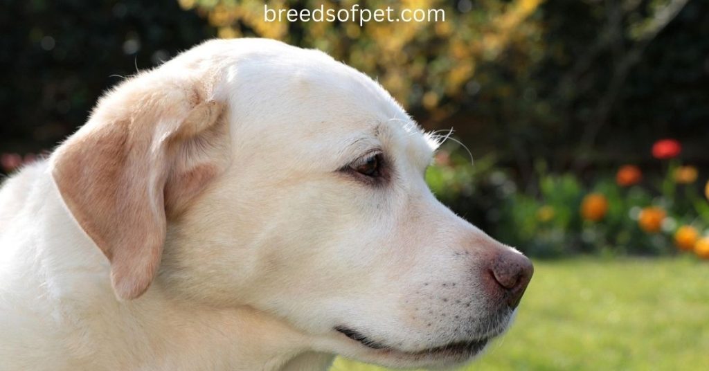 How Long Do Labrador Retrievers Live?