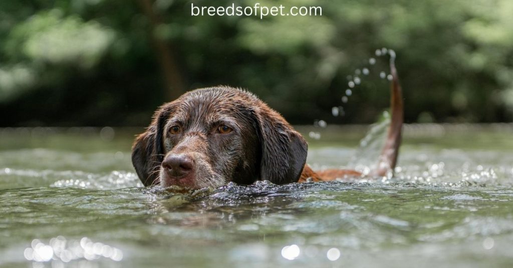 Chocolate (brown) Labrador Retriever
