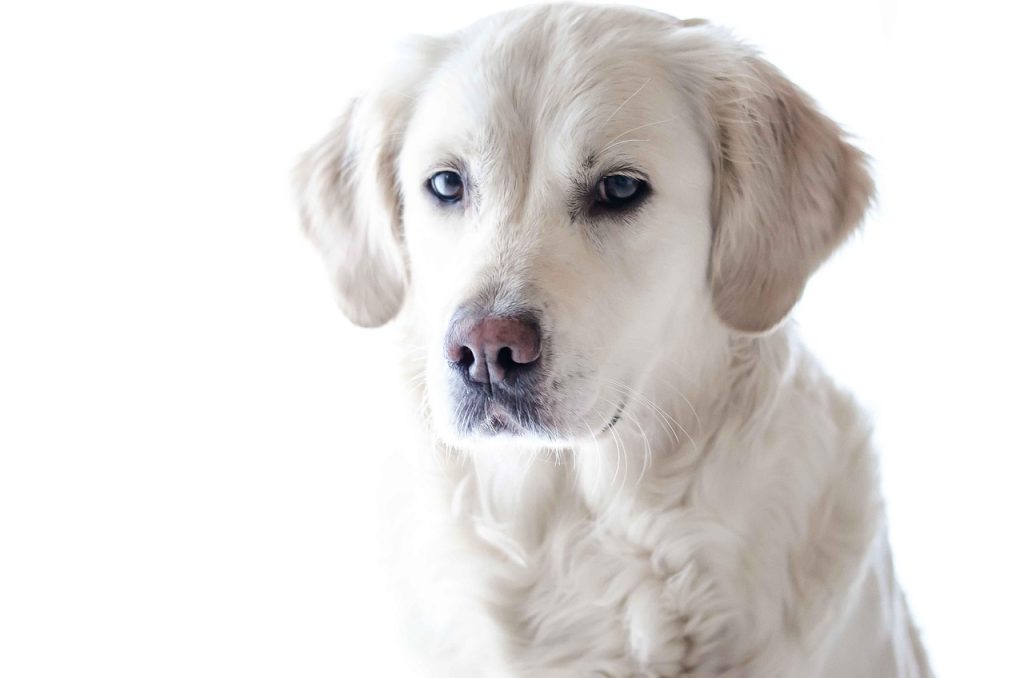 What Is a Silver Labrador Retriever?