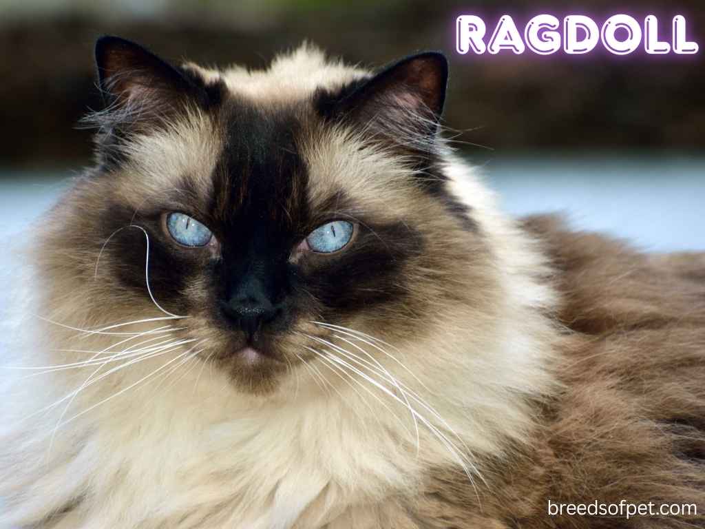 Ragdoll
