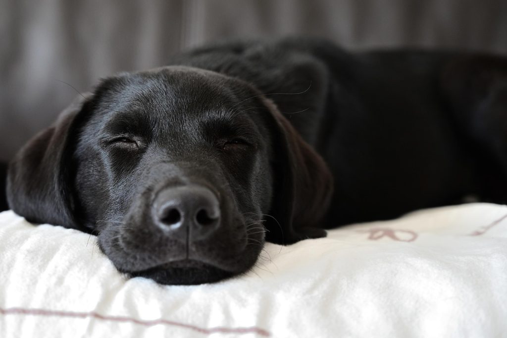Do Labrador Retrievers Bark a Lot?