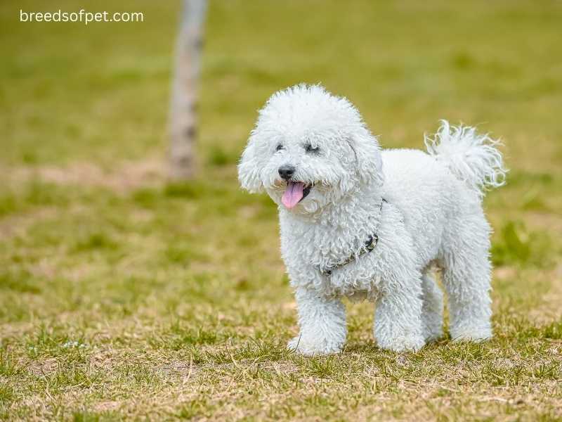 hypoallergenic dogs